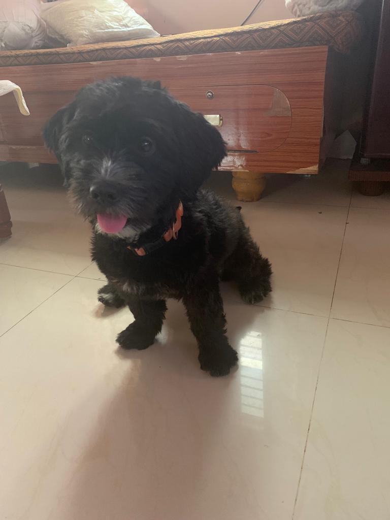 adoption baby Lhasa Apso